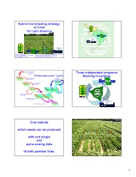 Hybrid Rice Breeding Strategy of Cirad for Latin America (James Taillebois)