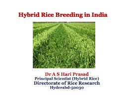 Hybrid Rice Breeding in India  (AS Hari Prasad)