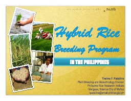 Hybrid Rice Breeding in the Philippines  (Thelma Padolina)