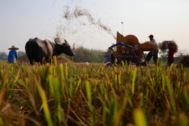 Interaksyon: Rice self-sufficiency seen at 30% hybrid planting rate