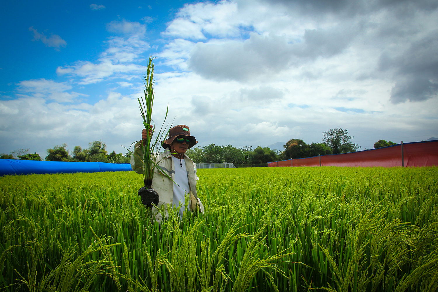 Hybrid Rice Development Consortium Annual Meeting 2020