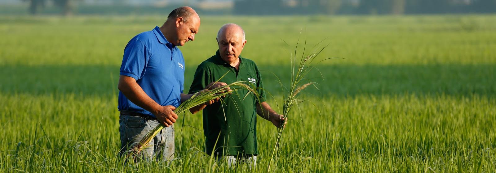 IRRI, BASF develop herbicide-tolerant rice