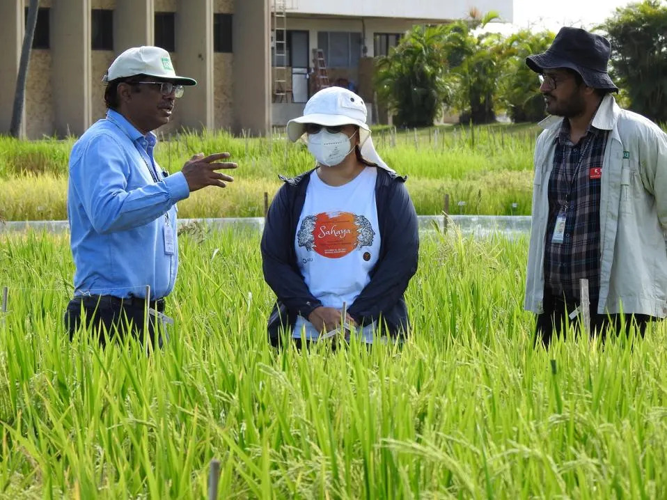 Indian Scientists Search For A Safer, Greener Rice